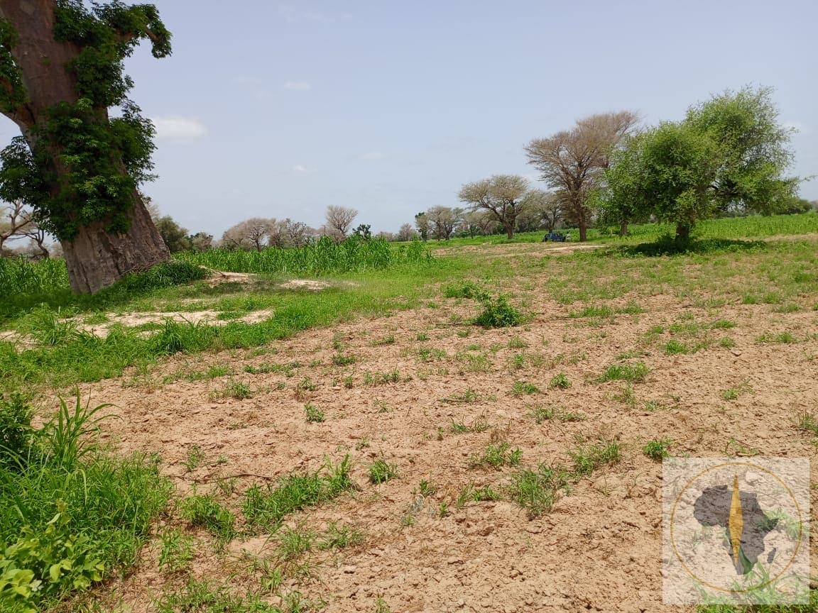 Terrain à vendre à Noto