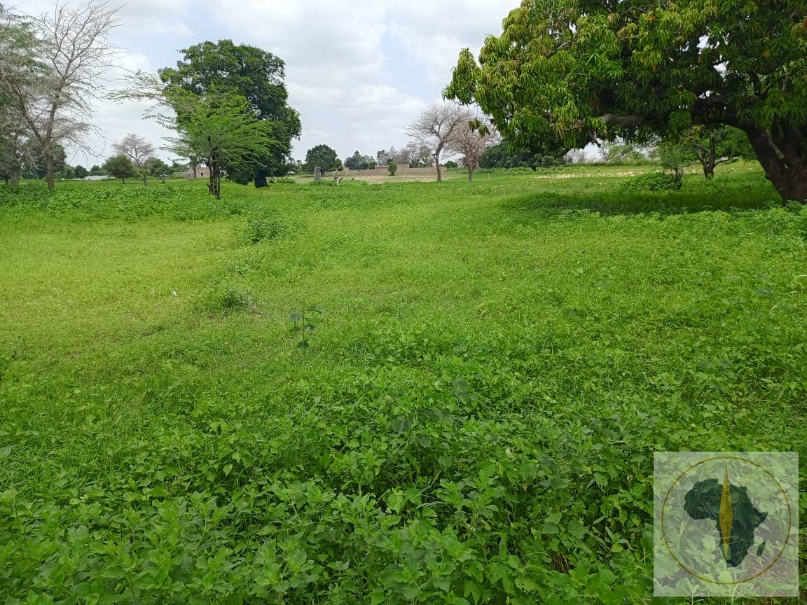 Terrain à vendre à Ndiaganiao — photo 6