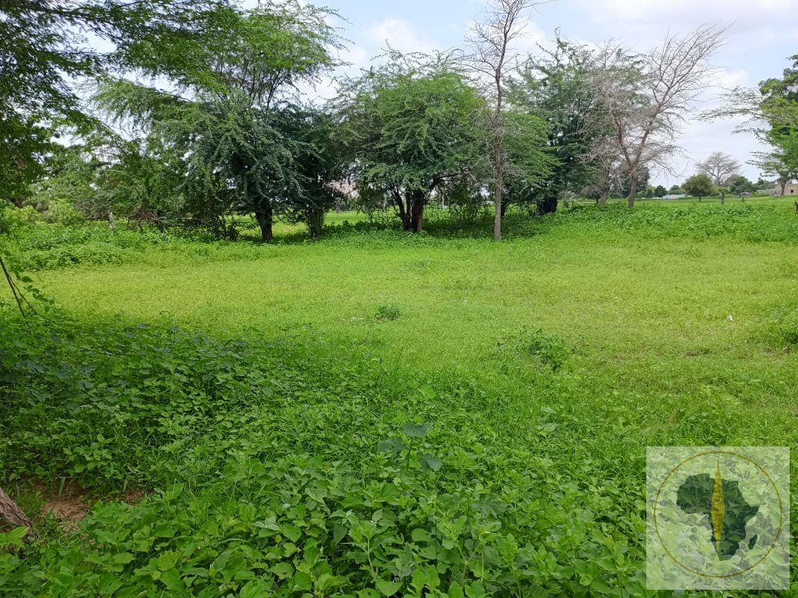 Terrain à vendre à Ndiaganiao — photo 5