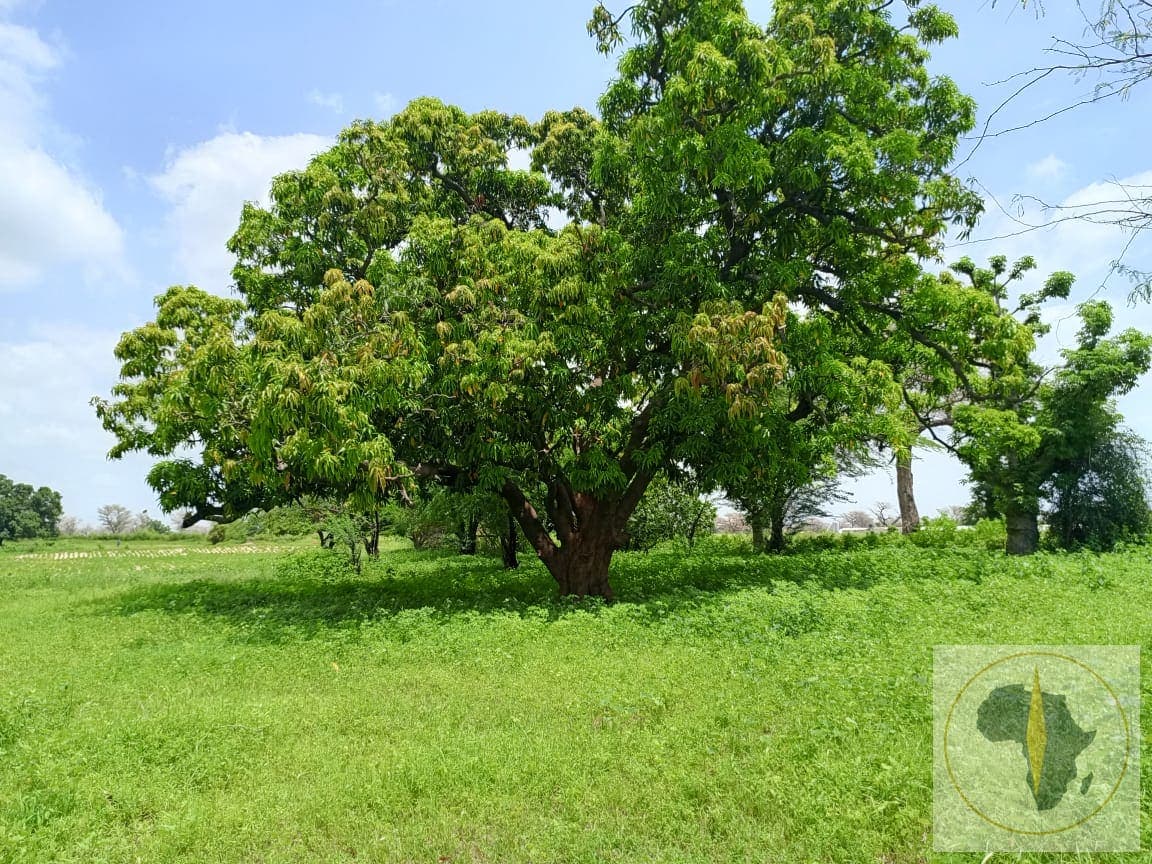 Terrain à vendre à Ndiaganiao — photo 4